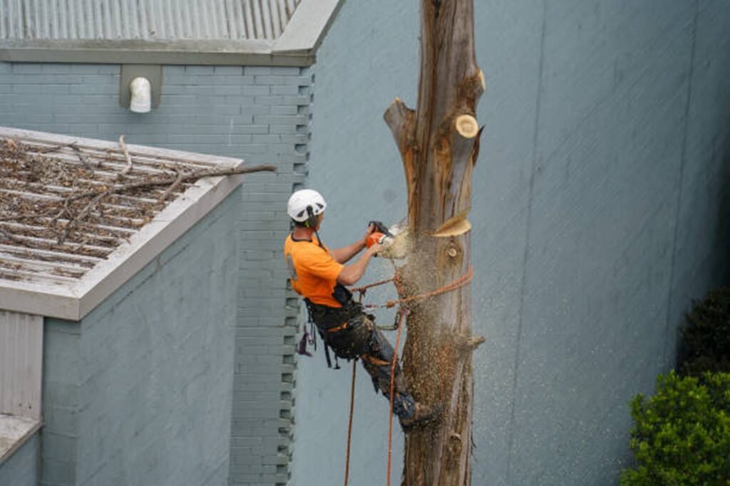 Professional arborist performing tree removal near a residential structure using safety equipment