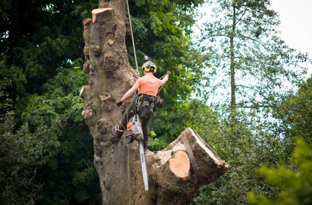 An arborist cutting a large tree trunk using a chainsaw during tree removal in Beachwood, OH