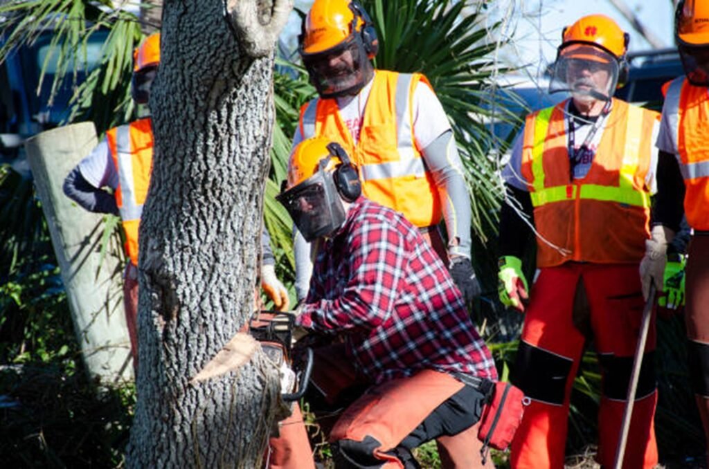 Tree removal crew cutting tree safely with chainsaw and protective gear in Beachwood, OH
