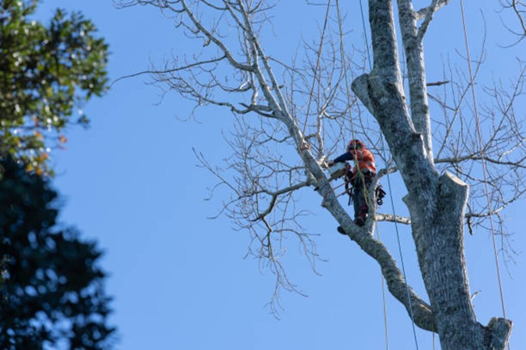 Tree removal crew cutting down a large tree safely near home in Beachwood, OH
