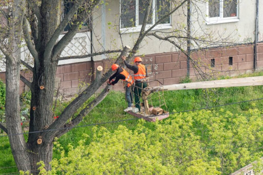 Tree trimming and pruning service improving tree health and structure in Beachwood, OH