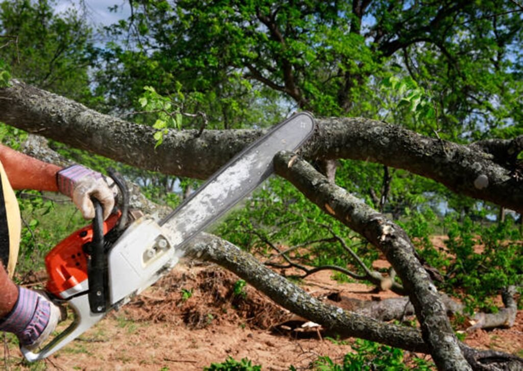 Large tree safely removed from residential property in Beachwood, OH by professional tree service crew